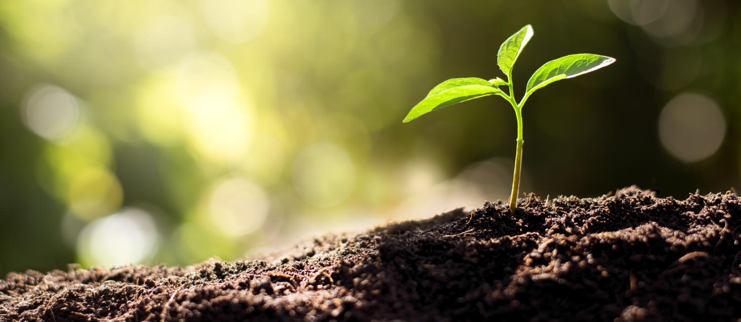 Photo of a seedling growing from the earth