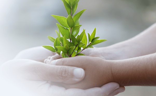 Screen capture of adult hands holding child's hands holding a plant